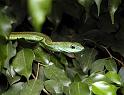 Green Mamba